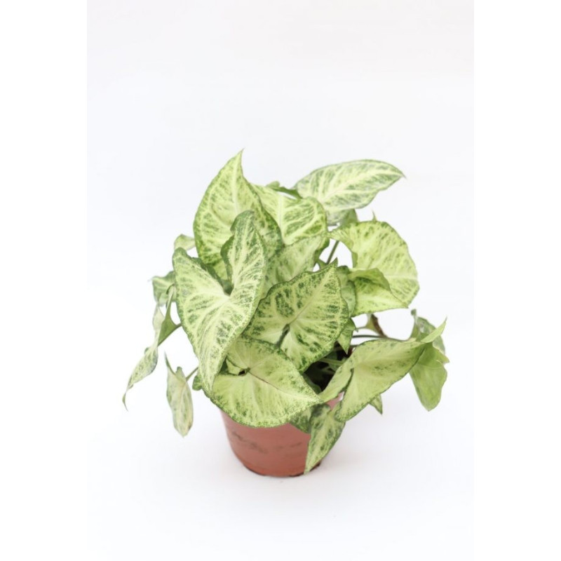 Syngonium podophyllum "White Buterfly"