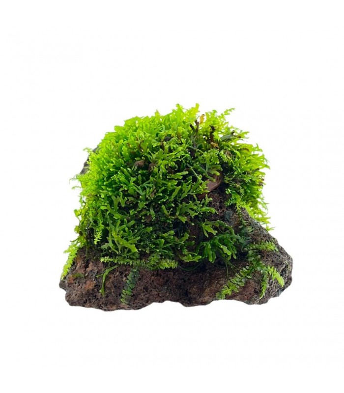 Riccardia chamedryfolia (Mini Coral Moss) on Stone