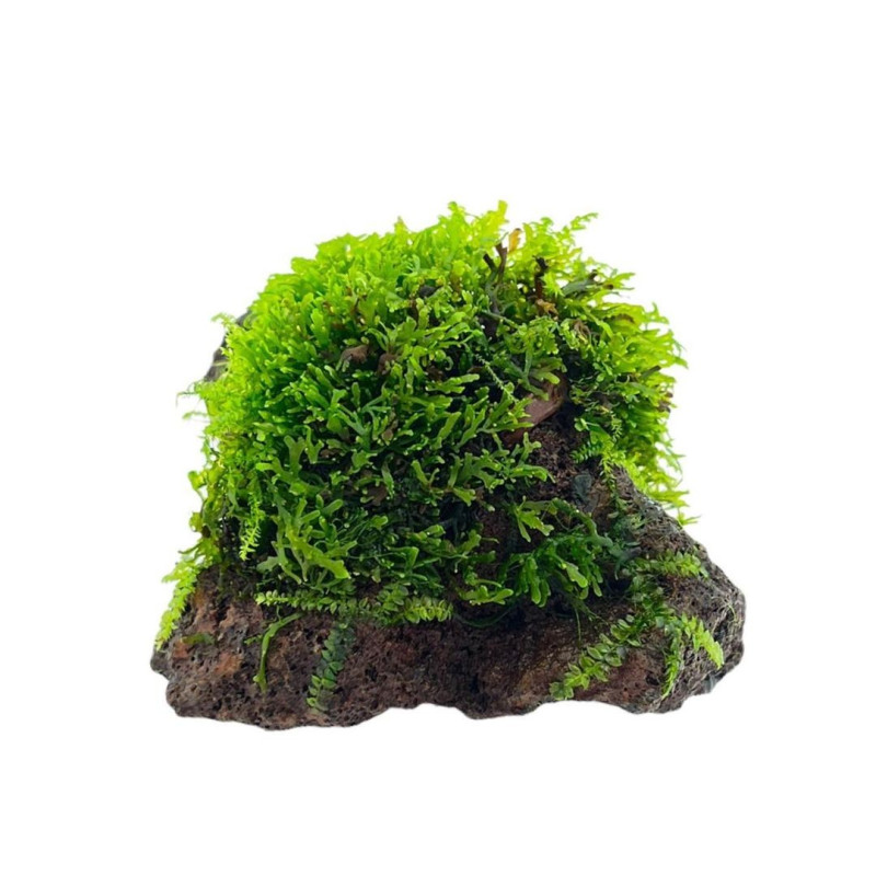 Riccardia chamedryfolia (Mini Coral Moss) on Stone