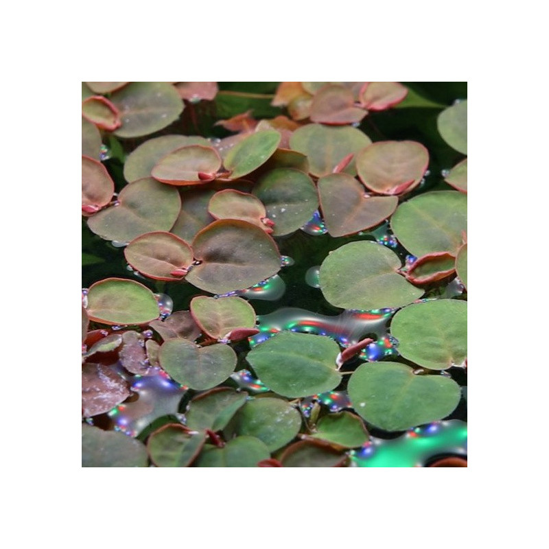 Phyllanthus fluitans