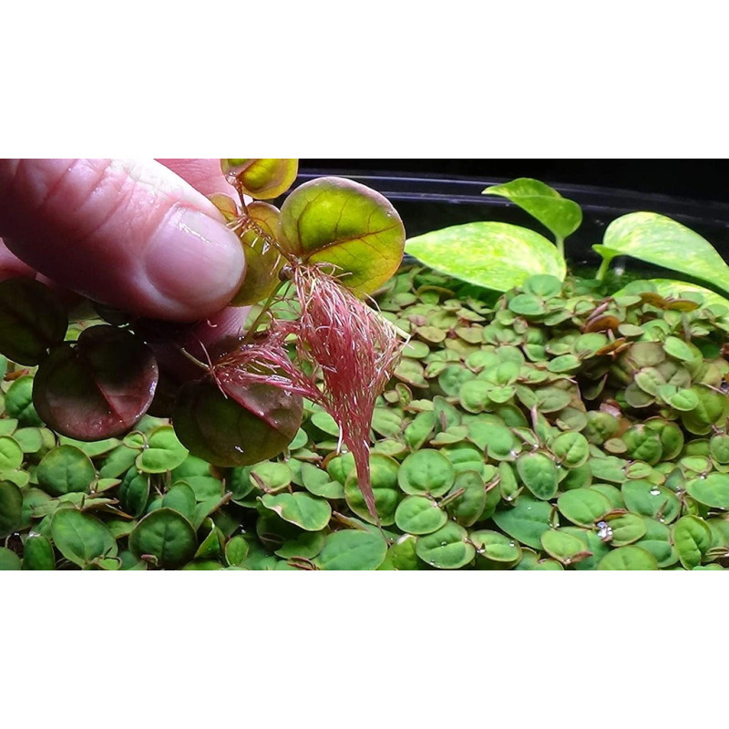 Phyllanthus fluitans Phyllanthus fluitans