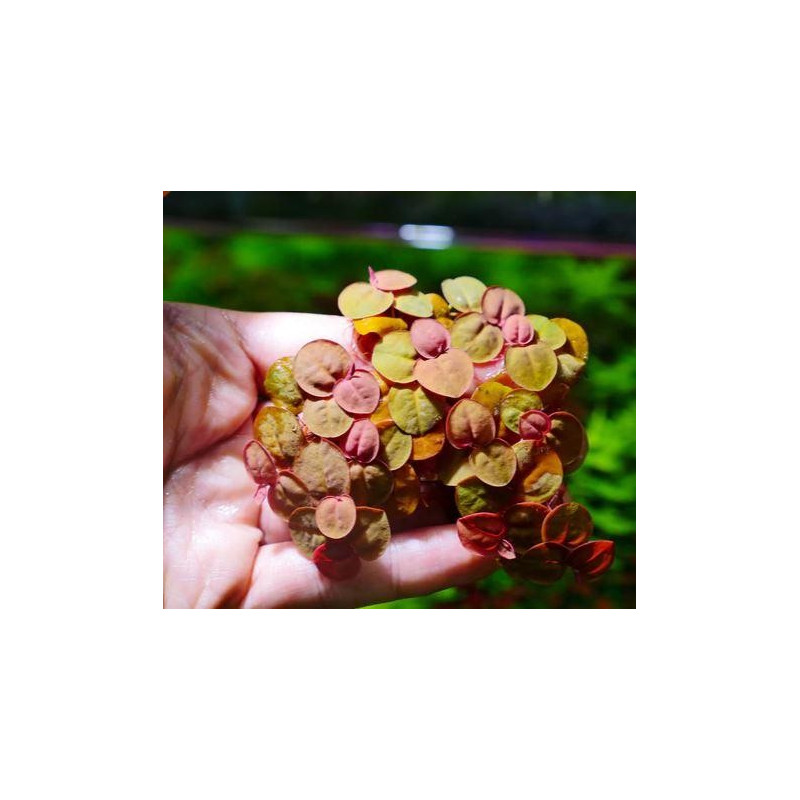 Phyllanthus fluitans Phyllanthus fluitans