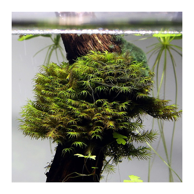 Fissidens fontanus - Phoenix Moss