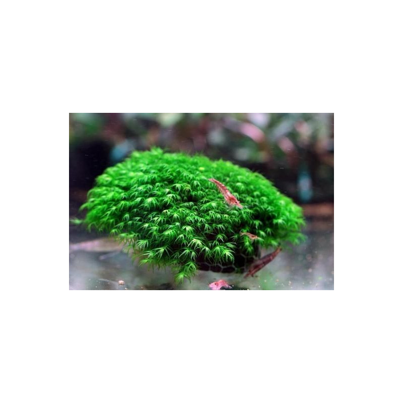 Fissidens fontanus - Phoenix Moss