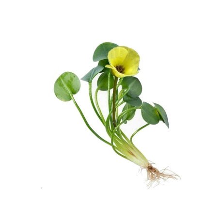 Hydrocleys nymphoides