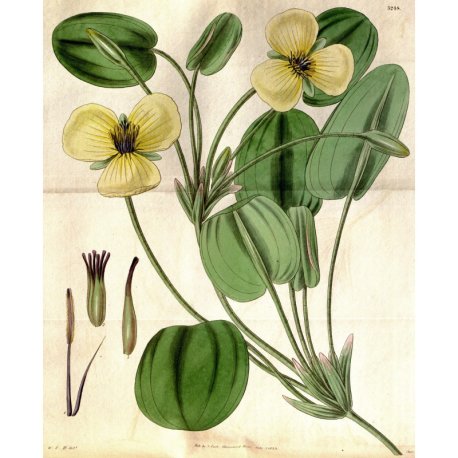 Hydrocleys nymphoides