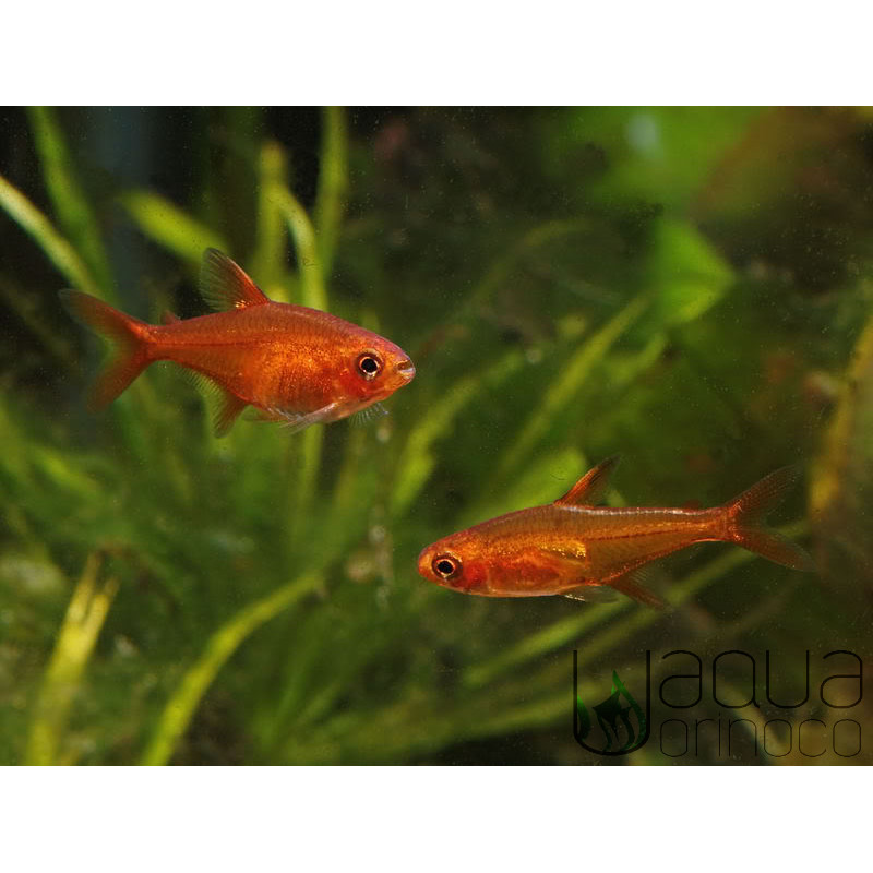 Tetra Ambar - Hyphessobrycon amandae
