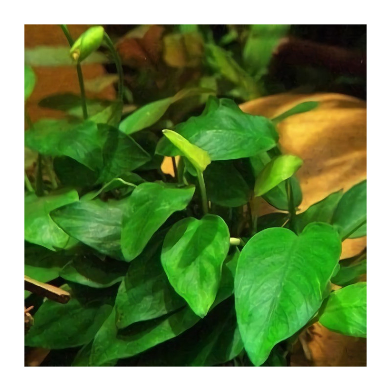 Anubias var. Barteri