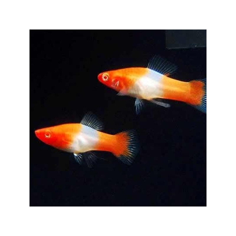 Espada Koi Kohaku Albino - Xiphophorus helleri