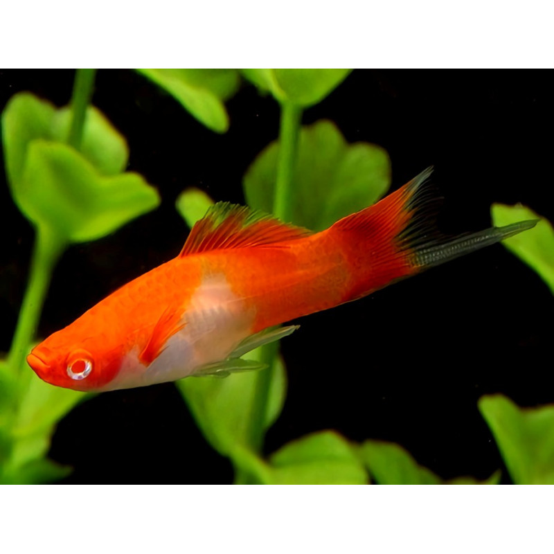Espada Koi Kohaku Albino - Xiphophorus helleri
