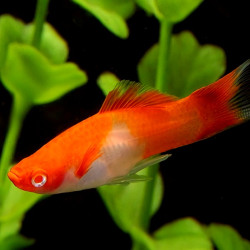 Espada Koi Kohaku Albino - Xiphophorus helleri Espada Koi Kohaku Albino - Xiphophorus helleri