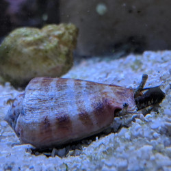 Strombus luhuanus - Strawberry Conch Strombus luhuanus - Strawberry Conch