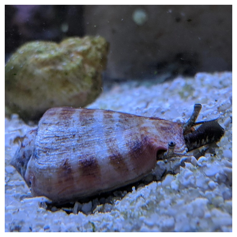 Strombus luhuanus - Strawberry Conch