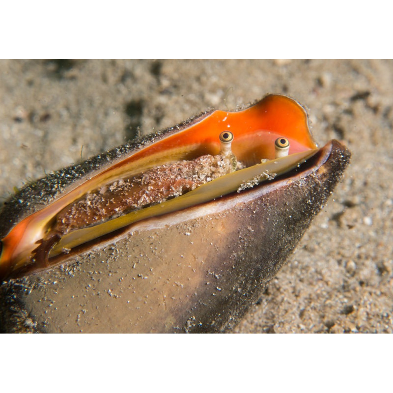 Strombus luhuanus - Strawberry Conch