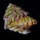 Astrea sp. - Astrea Turbo Snail