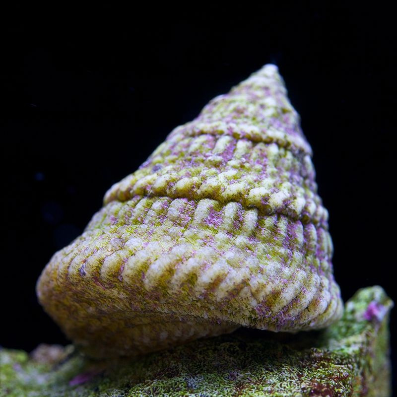 Astrea sp. - Astrea Turbo Snail