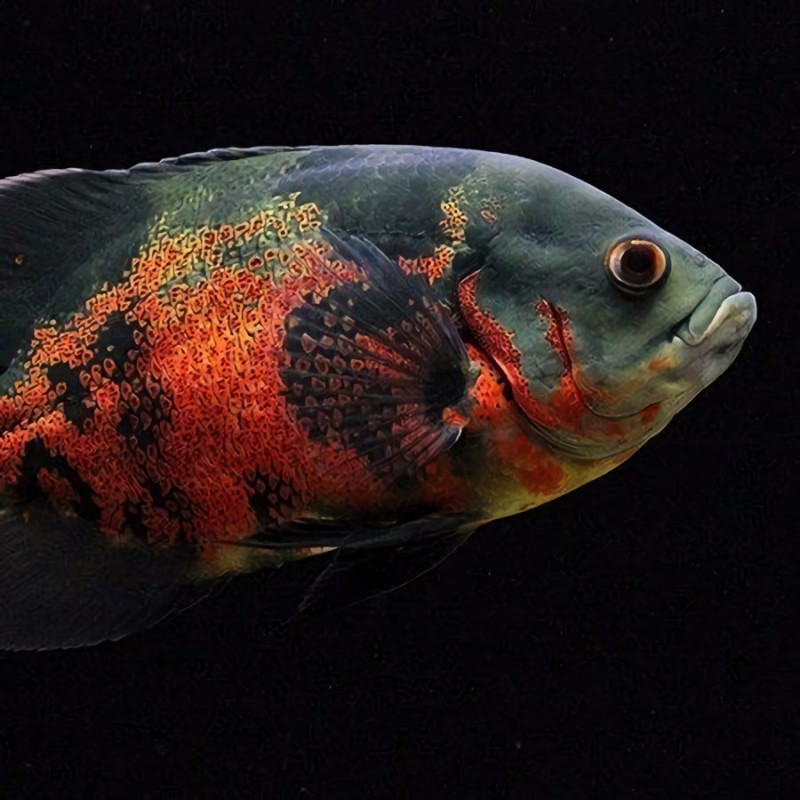 Oscar Albino - Astronotus ocellatus