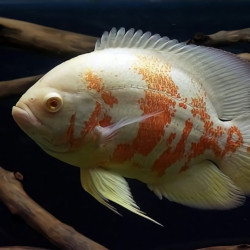 Oscar Albino Tigre - Astronotus ocellatus 4cm Oscar Albino Tigre - Astronotus ocellatus 4cm