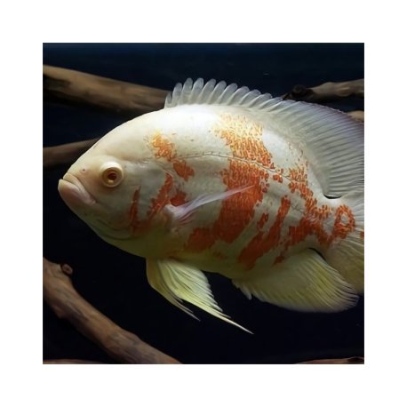 Oscar Albino Tigre - Astronotus ocellatus