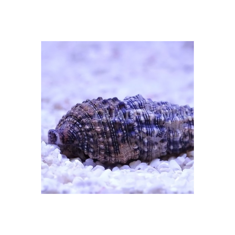 Cerithium sp. (detritívoro)
