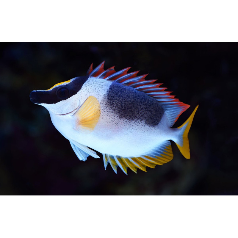 Foxface Rabbitfish - Siganus vulpinus