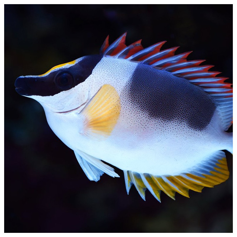 Foxface Rabbitfish - Siganus vulpinus