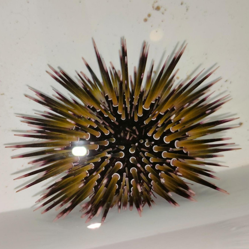 Echinometra mathaei - Burrowing Sea Urchin