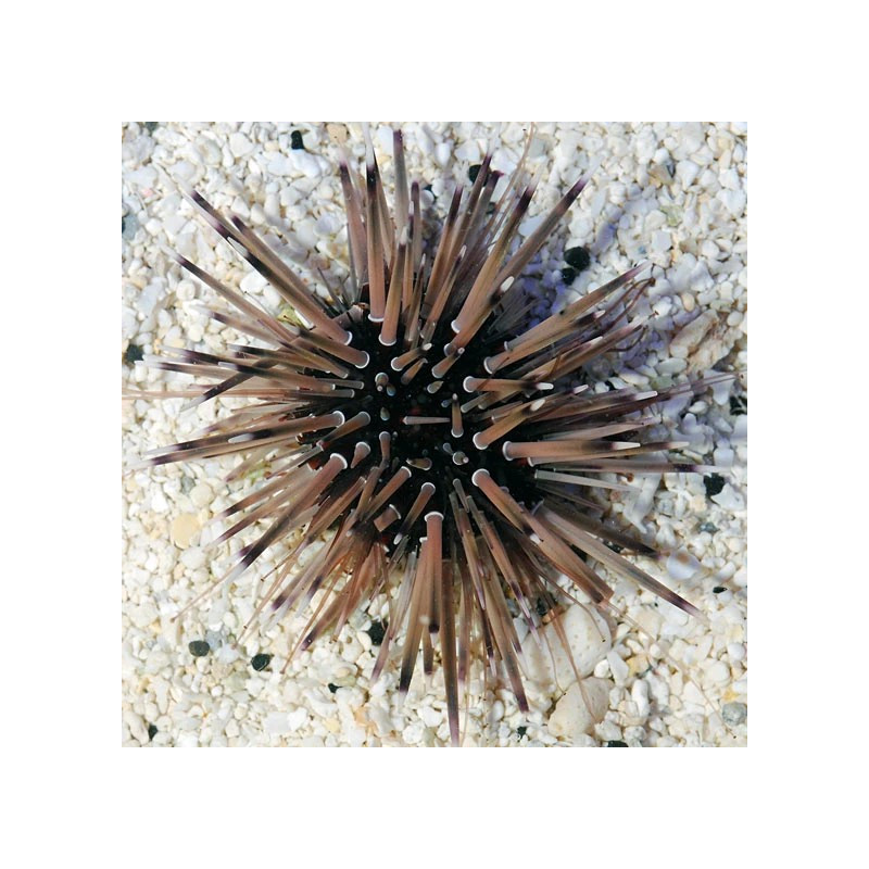 Echinometra mathaei - Burrowing Sea Urchin