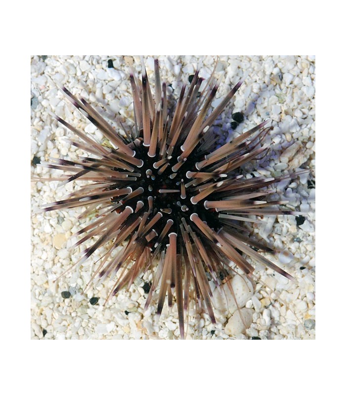 Echinometra mathaei - Burrowing Sea Urchin