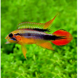 Apistogramma agassizii Double Red Apistogramma agassizii Double Red