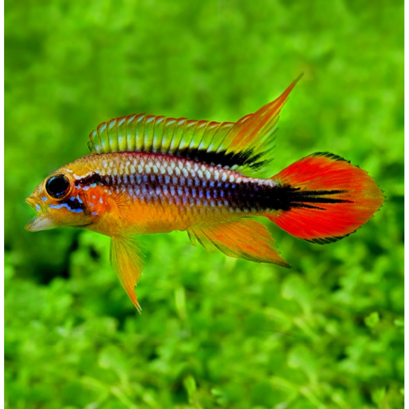 Apistogramma agassizii Double Red