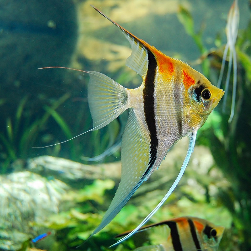 Escalar Manacapuru Red - Pterophyllum scalare