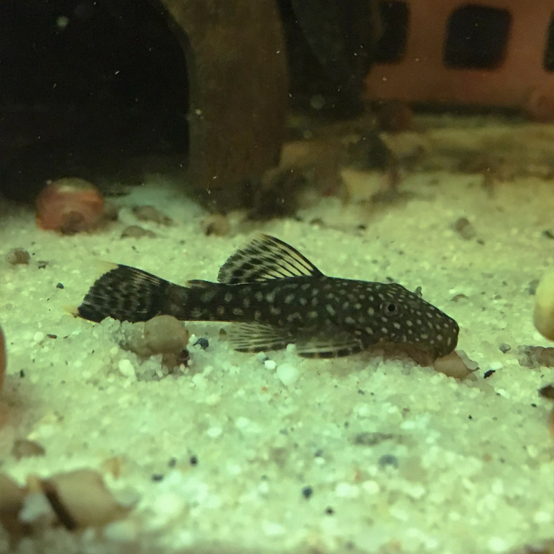 Ancistrus común - Ancistrus sp. - 3-3,5