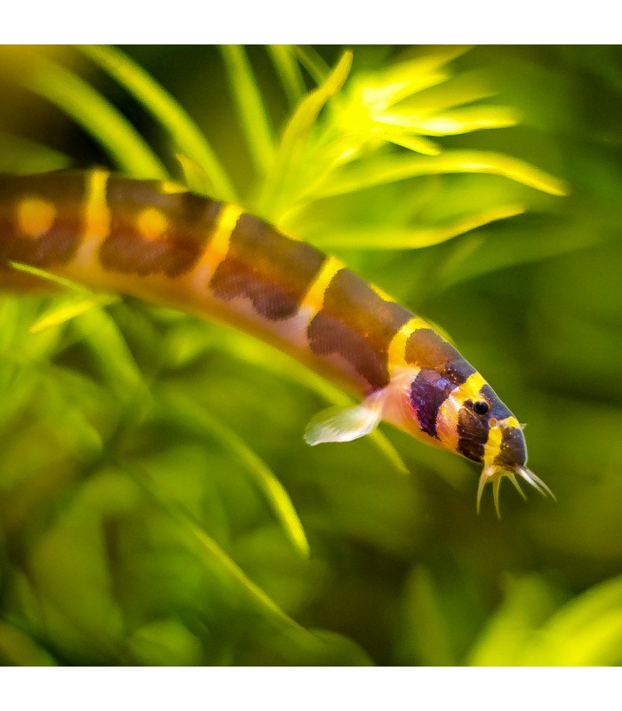 Kuhli 'Cobra' - Pangio semicincta