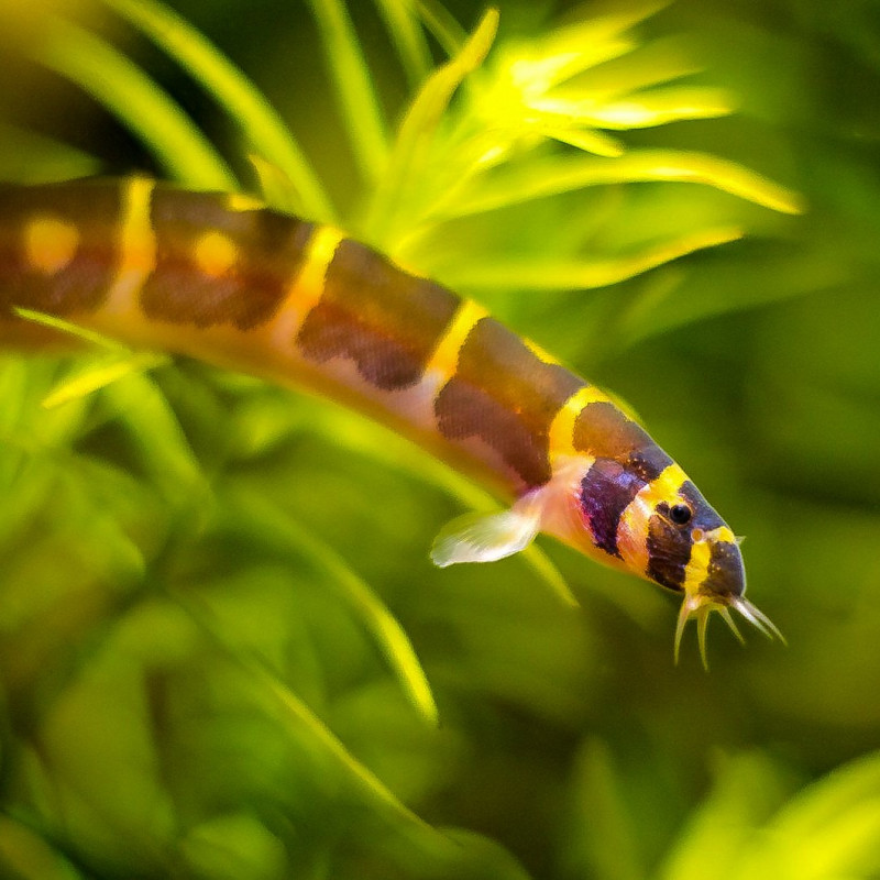 Peixes de aquário - A cobrinha kuhli (Pangio kuhlii) é um peixe cobitídeo,  nativo do Sudeste asiático, que mede em torno de 7 cm e é muito colorido,  apresentando o corpo listrado