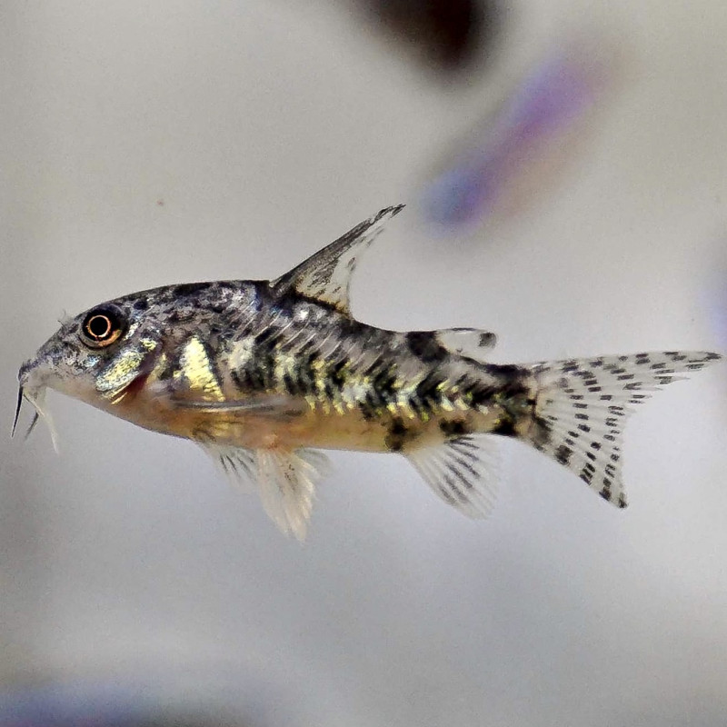 Corydoras paleatus