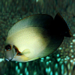 Acanthurus chronixis - Mimic Half Black Tang Acanthurus chronixis - Mimic Half Black Tang