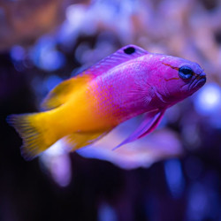 Gramma loreto - Royal Gramma Basslet Gramma loreto - Royal Gramma Basslet
