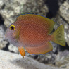 Ctenochaetus tominiensis