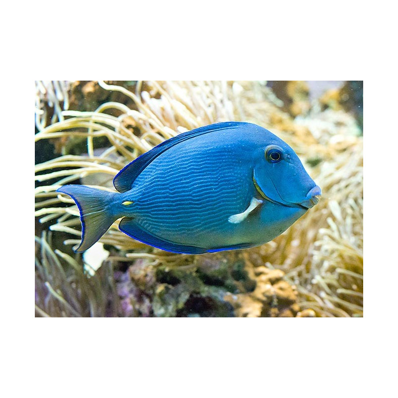 Acanthurus coeruleus - Blue Caribbean Tang