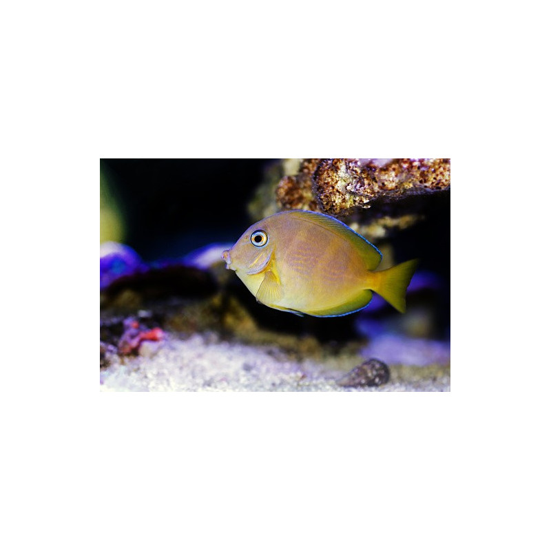 Acanthurus coeruleus - Blue Caribbean Tang Acanthurus coeruleus - Blue Caribbean Tang