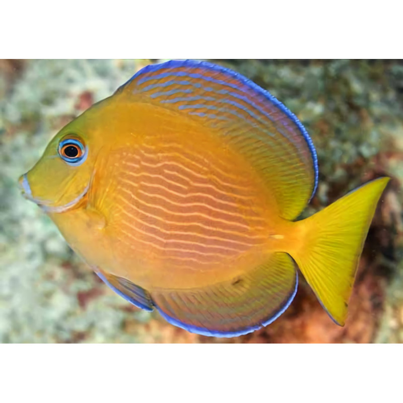 Acanthurus coeruleus - Blue Caribbean Tang