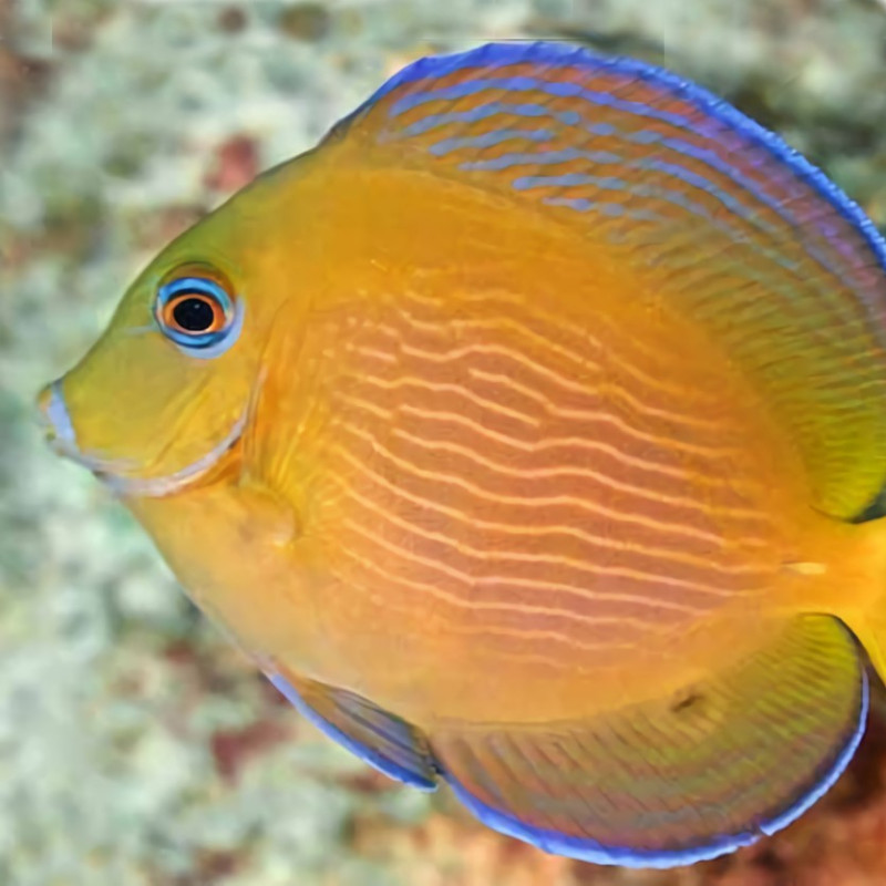 Acanthurus coeruleus - Blue Caribbean Tang