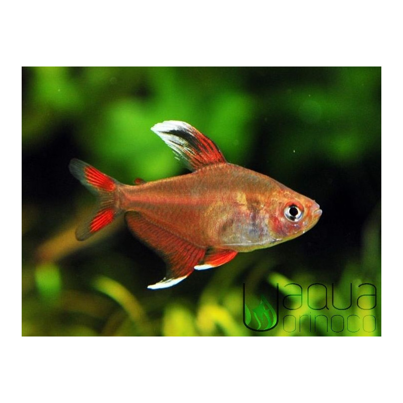 Tetra Bentosi - Hyphessobrycon bentosi