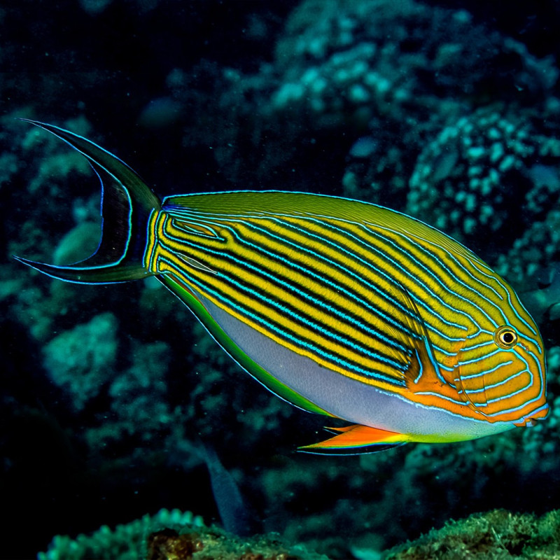 Acanthurus lineatus, Clown Tang S