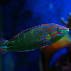 Halichoeres melanurus - Melanurus Wrasse Halichoeres melanurus - Melanurus Wrasse
