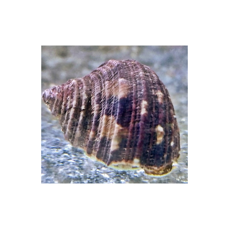 Turbo brunneus