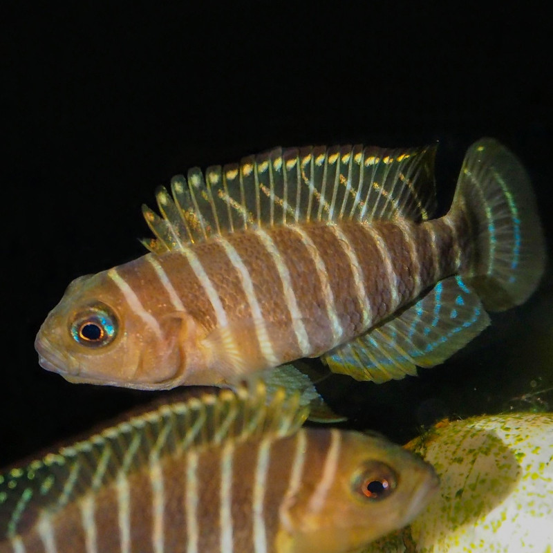 Neolamprologus similis