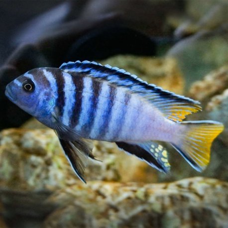 Pseudotropheus elongatus mpanga