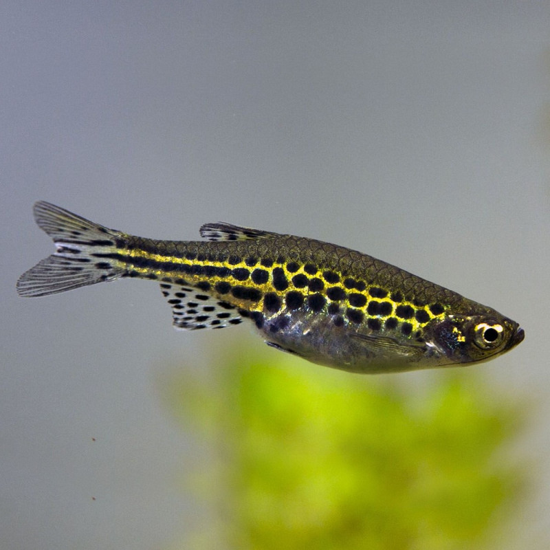 Brachydanio tinwini - Danio de Anel Dourado